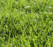 grass