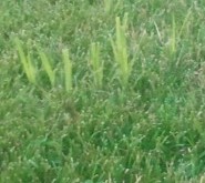 nutsedge