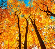 fall lawn care