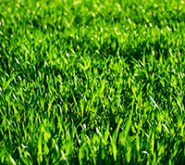 grass