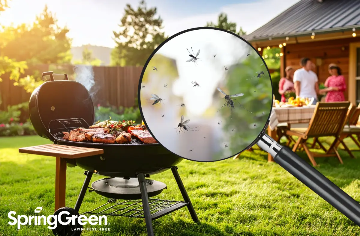 backyard with food on grill and people outside, magnifying glass showing mosquitos present