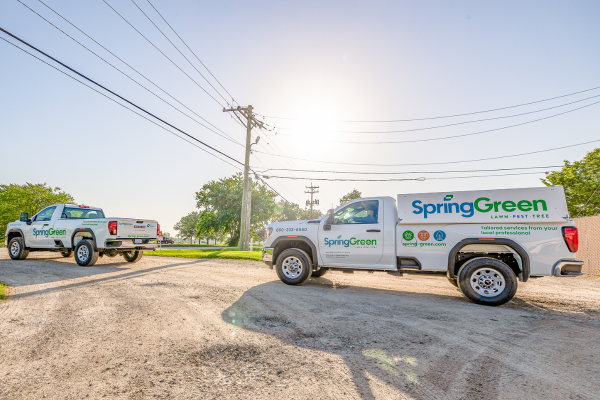 Two SpringGreen Trucks